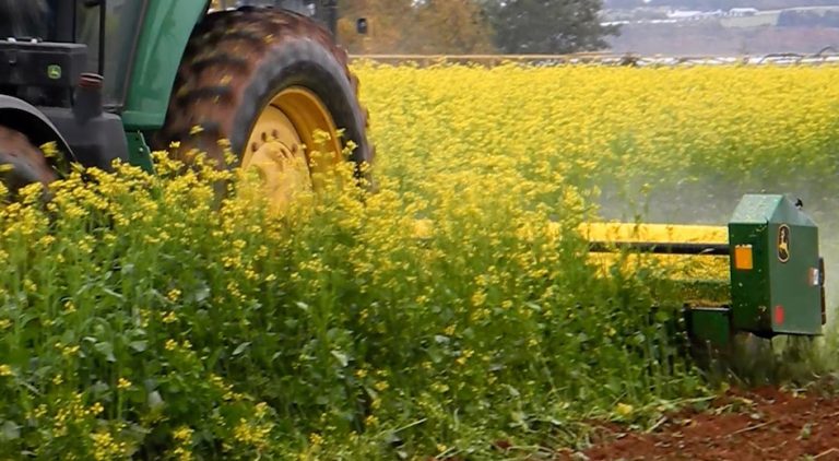 Cover crops and potatoes: How effective are they?
