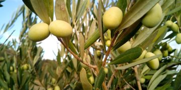 Kazakhstan’s Olive Revolution: Entrepreneurs Explore Olive Oil Production in Mangystau