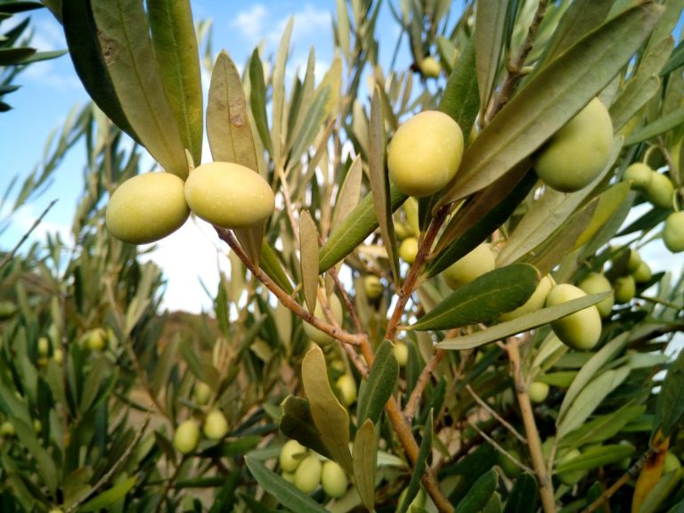 A revolución da oliveira de Kazakhstan: emprendedores exploran a produción de aceite de oliva en Mangystau 39 A revolución olívica de Kazajistán: os empresarios exploran a produción de aceite de oliva en Mangystau