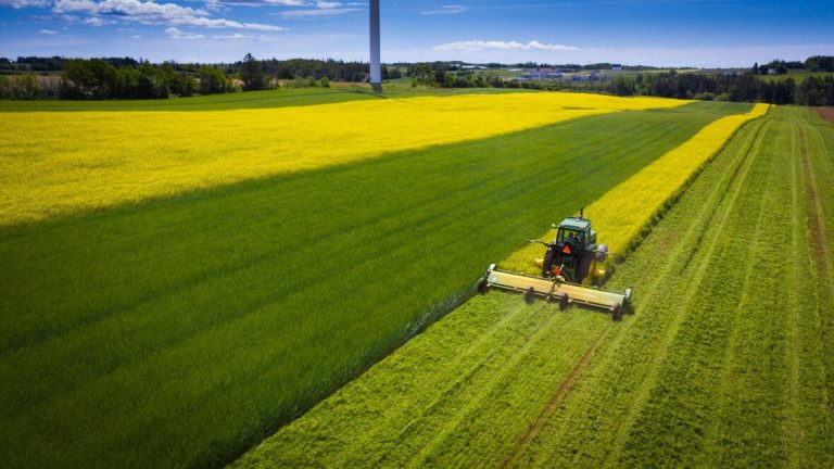 Potato growers hope mustard and arugula combo will prevent pests and make soil healthier