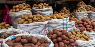 Exploring the Surging Potato Market and Quality Dynamics in Brazilian Agriculture