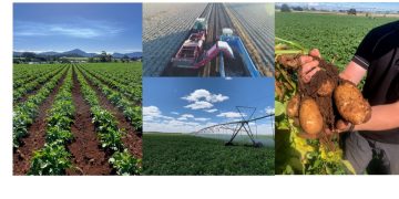 Potato Power 2024: Unveiling Innovations, Sustainability, and Global Impact at the 12th World Potato Congress