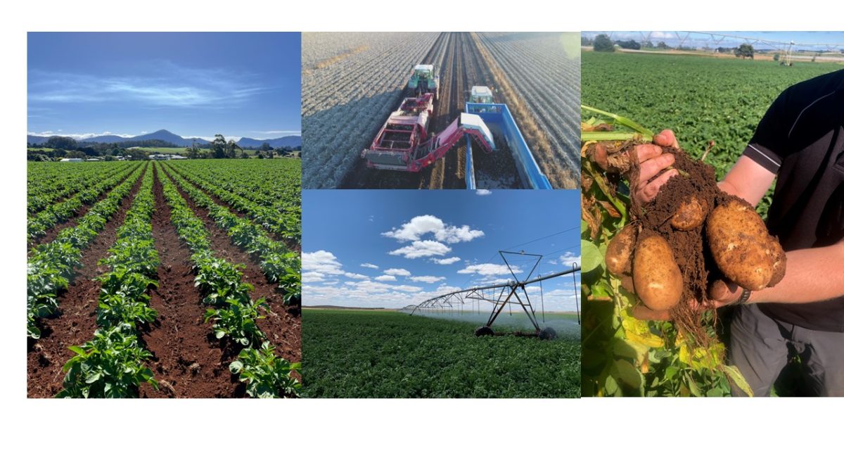 Potato Power 2024: Unveiling Innovations, Sustainability, and Global Impact at the 12th World Potato Congress