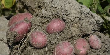 Unlocking the Potential of ‘Agriko Eurasia’ Seed Potatoes at AGROTECH Potato and Vegetable Expo