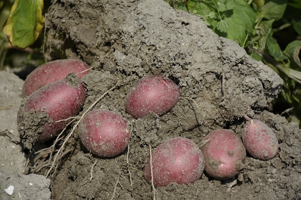 Unlocking the Potential of 'Agriko Eurasia' Seed Potatoes at AGROTECH Potato and Vegetable Expo 16 Unlocking the Potential of ‘Agriko Eurasia’ Seed Potatoes at AGROTECH Potato and Vegetable Expo