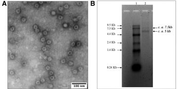 Unveiling the Threat: The Emergence of Potato Rugose Stunting Virus in Southern Peru