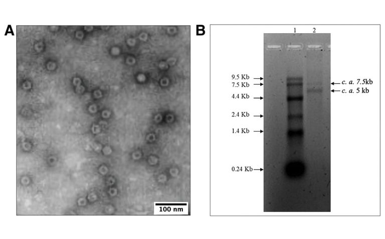 Unveiling the Threat: The Emergence of Potato Rugose Stunting Virus in Southern Peru 31 Unveiling the Threat: The Emergence of Potato Rugose Stunting Virus in Southern Peru