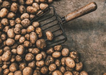 Peru is the first potato producer in Latin America