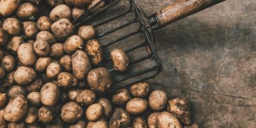 Peru is the first potato producer in Latin America