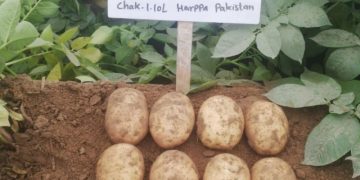 HZPC Alverstone Russet Dominates Potato Production in Pakistan’s 2023-24 Crop Season