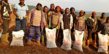 Harvest of the future: Michel CAM’s Panamera potato variety is ready for planting in Cameroon