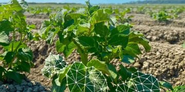 A new direction of sustainability: A Dutch project focusing on data science and artificial intelligence in search of faster development of sustainable potato varieties