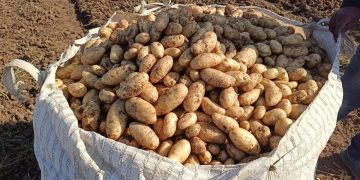 Ensuring Safe Delivery in the Final Phase of the 2023-24 Agricultural Season