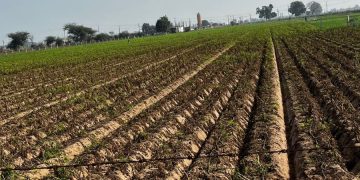 Navigating Challenges in the Aftermath of Late Blight in Sabarkantha, Gujarat