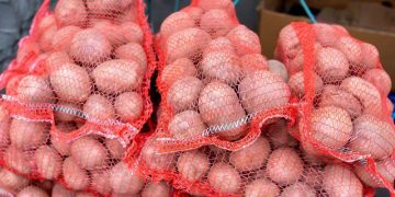 Potato Power Surge: A Thriving Market Boosts U.S. Potato Exports to New Heights