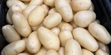 Revolution in growing potatoes: revealing the secrets of growing potatoes in beach sand.