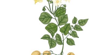 We invite you to become part of a great team: Collaboration for Potato professionals!