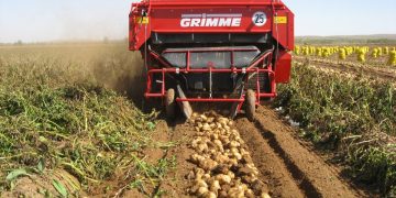 Potato Harvest Update: Navigating Challenges and Embracing Opportunities in European Agriculture