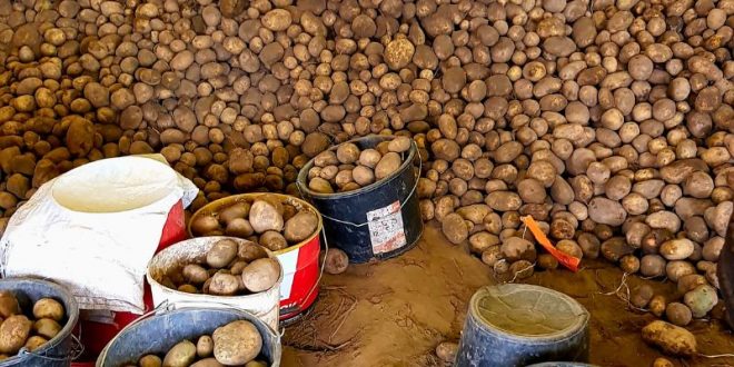 Innovations in Post-Harvest Storage for Quality and Sustainability”