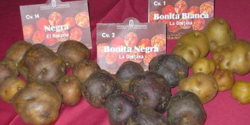 Revitalizing Tenerife’s Potato Industry: A Strategic Plan for Agricultural Transformation