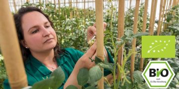 EUROPLANT organic seed potatoes