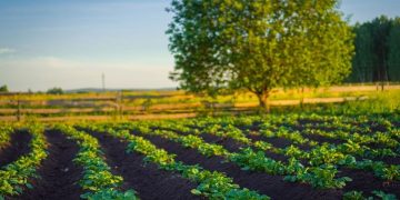 Tailoring Nitrogen Fertilization for Optimal Potato Yield and Quality