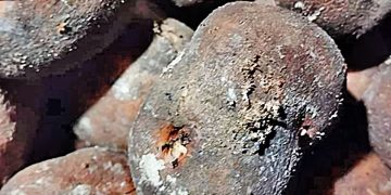 Crisis in Cultivation: Contaminated Seed Potatoes Plague Northern Farmers”