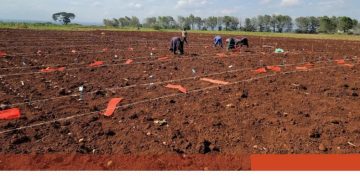 Enhancing Efficiency: Insights from Cost Analysis in Potato Breeding Programs
