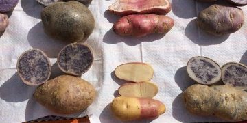 Meet Nyota: Kenya’s Game-Changing Potato Variety