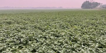 Exciting Insights from South Asia: Dunastar Variety Receives Rave Reviews Among Potato Growers