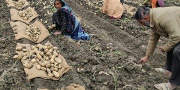 Successful Field Day: Mozika Potato Variety Shines with High Consumer Potential as Potato Season Nears End