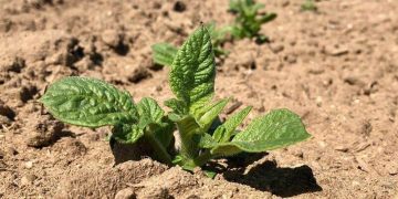 Iott Seed Farms: Pioneering Sustainable Agriculture Practices with Precision Fertilization