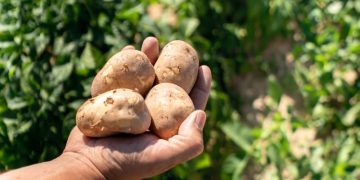 McCain Europe’s Regenerative Farming Program Gains Traction in the Netherlands