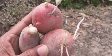 Excessive Chemical Use Threatens Potato Production in Bangladesh, Urgent Call for Good Agricultural Practices