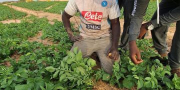 Exploring Thriving Potato Varieties in Senegal’s Niayes Region