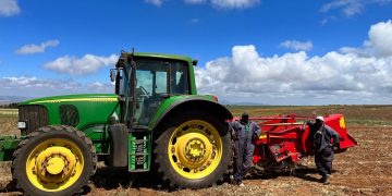 Kenyan Potato Harvest Sees Promising Yields: Introducing New Varieties Java, Buffalo, and Maverick