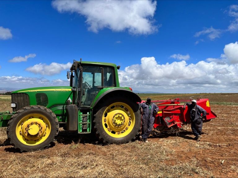 La récolte de pommes de terre au Kenya connaît des rendements prometteurs&nbsp;: introduction de nouvelles variétés Java, Buffalo et Maverick