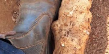 McCain Foods Reports Strong Yields Despite High Pest Infestation: Insights from Agronomist Lesego Matlala