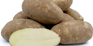 Unveiling the Legacy of Russet Burbank: A Timeless American Potato Variety