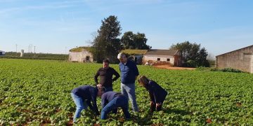 Agrico Establishes Stronger Presence in Spain with Mark Zuidhof as Sole Director