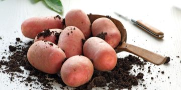 Unveiling RAMONA: EUROPLANT Introduces Exquisite Potato Variety