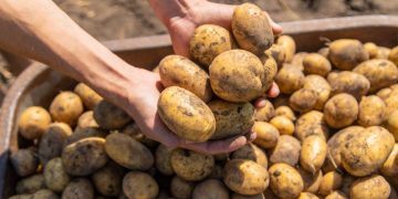Introducing Levante Potato: A Revolution in Agriculture and Culinary Excellence