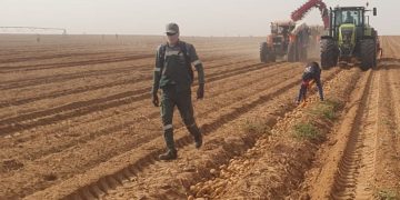 Agrico Explores Potato Harvest in Senegal