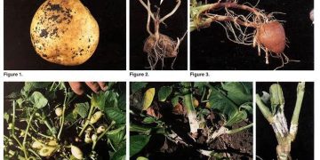 Getting Ready for Potato Planting Season: Understanding Root and Stem Diseases