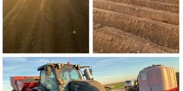 Expanding Horizons: Grupo Intersur Ventures into Carrot and Leek Cultivation in Albacete Region