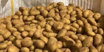 Sound for Jordan: Potato seed in the Middle East