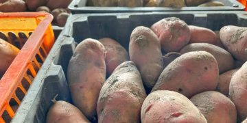 Exciting New Potato Varieties on the Horizon in Tomsk Region