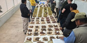 A worker dedicated to Potato growers in the homeland of potatoes