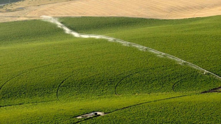irrigation