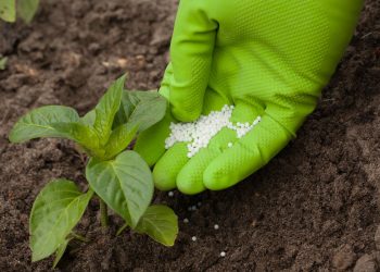 Fertilizer to pour in hand